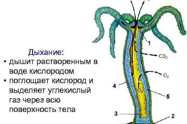 Кракен сегодня сайт зеркало